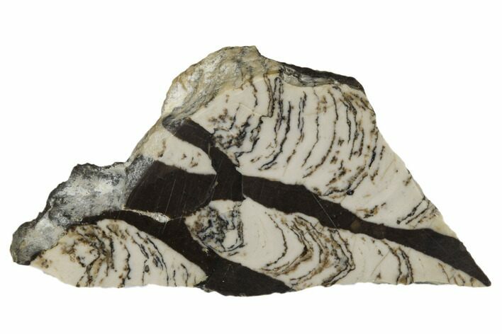 Polished Mesoproterozoic Stromatolite - Siberia #179999